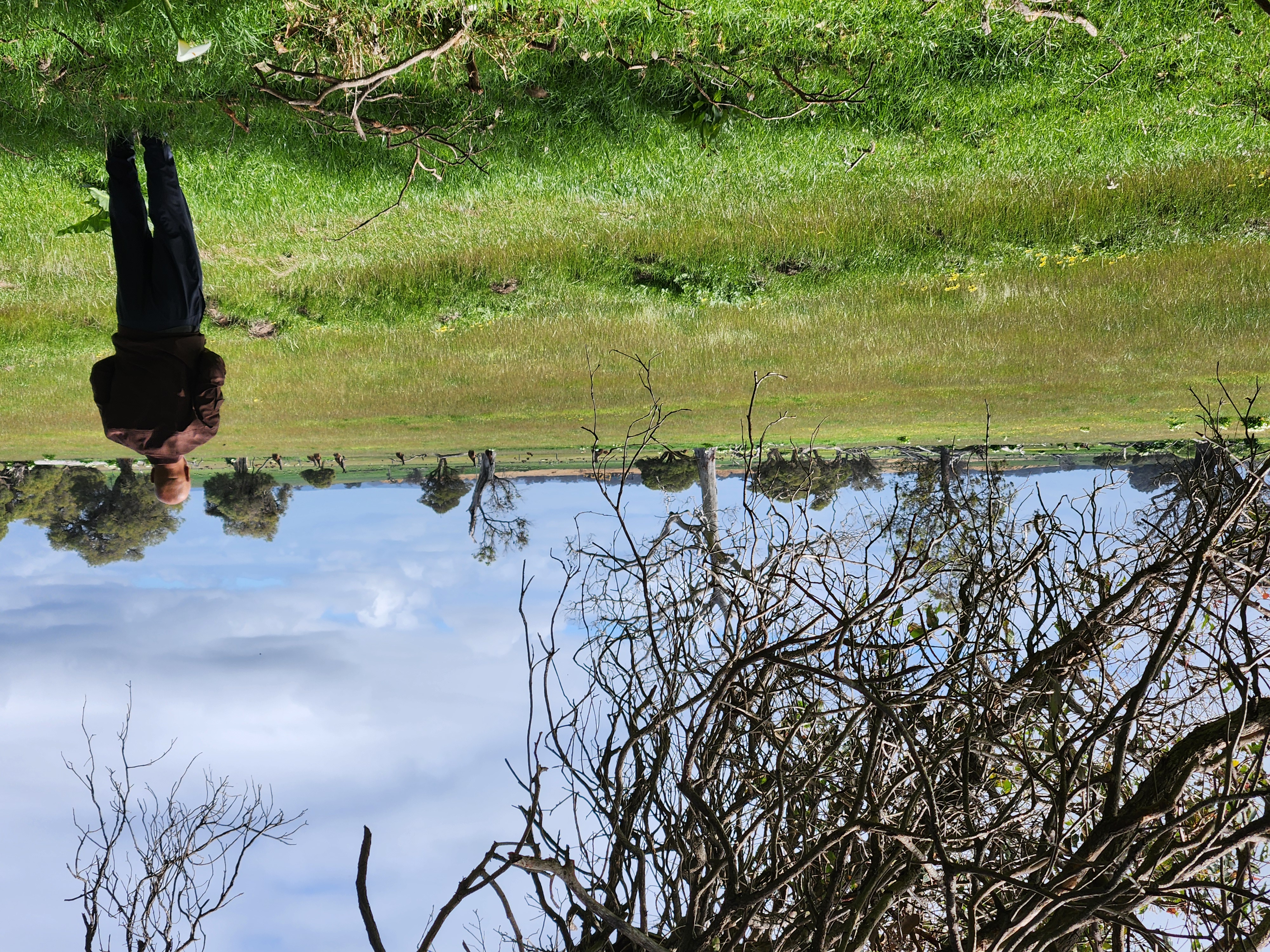 A looking at kangaroos