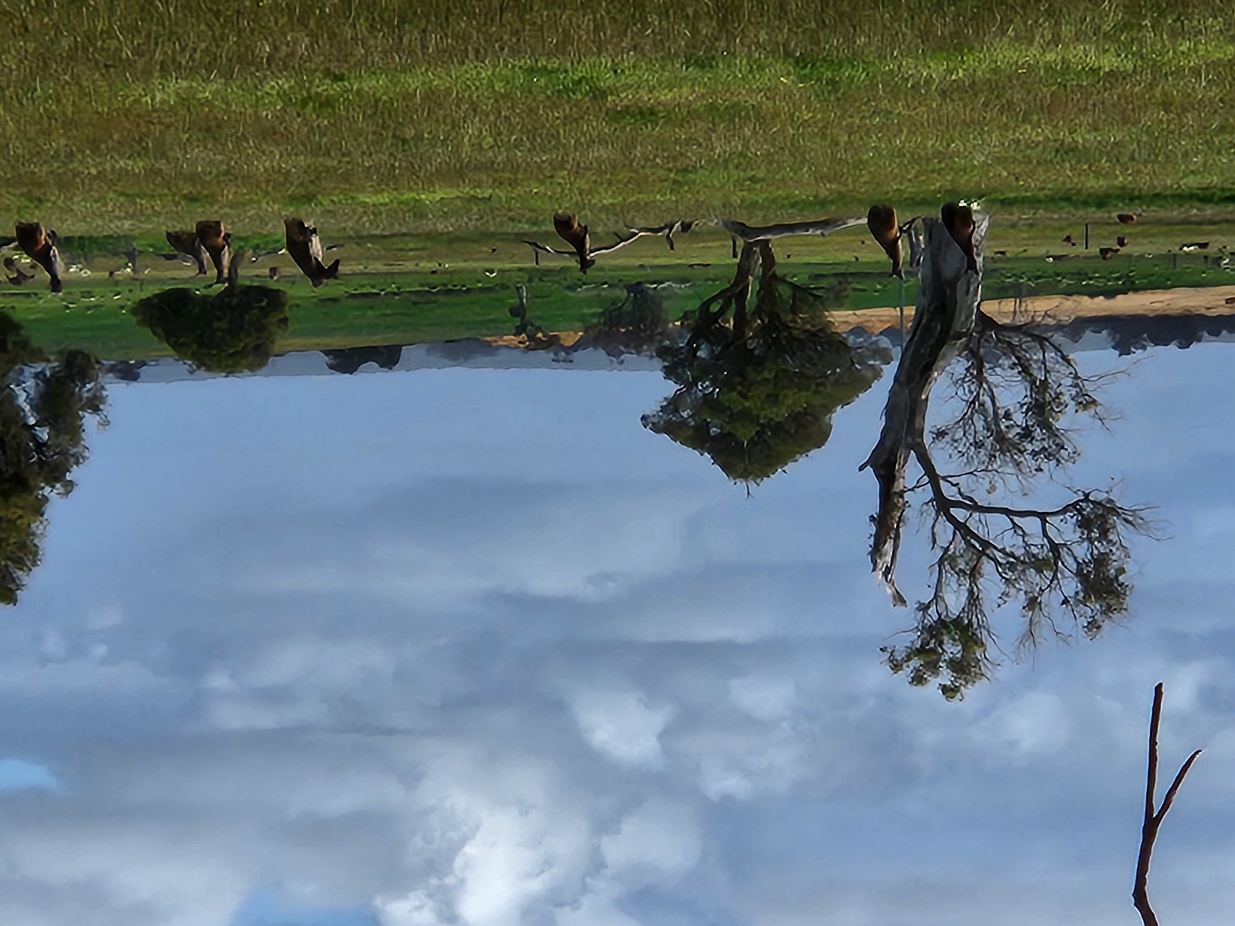 Field of kangaroos