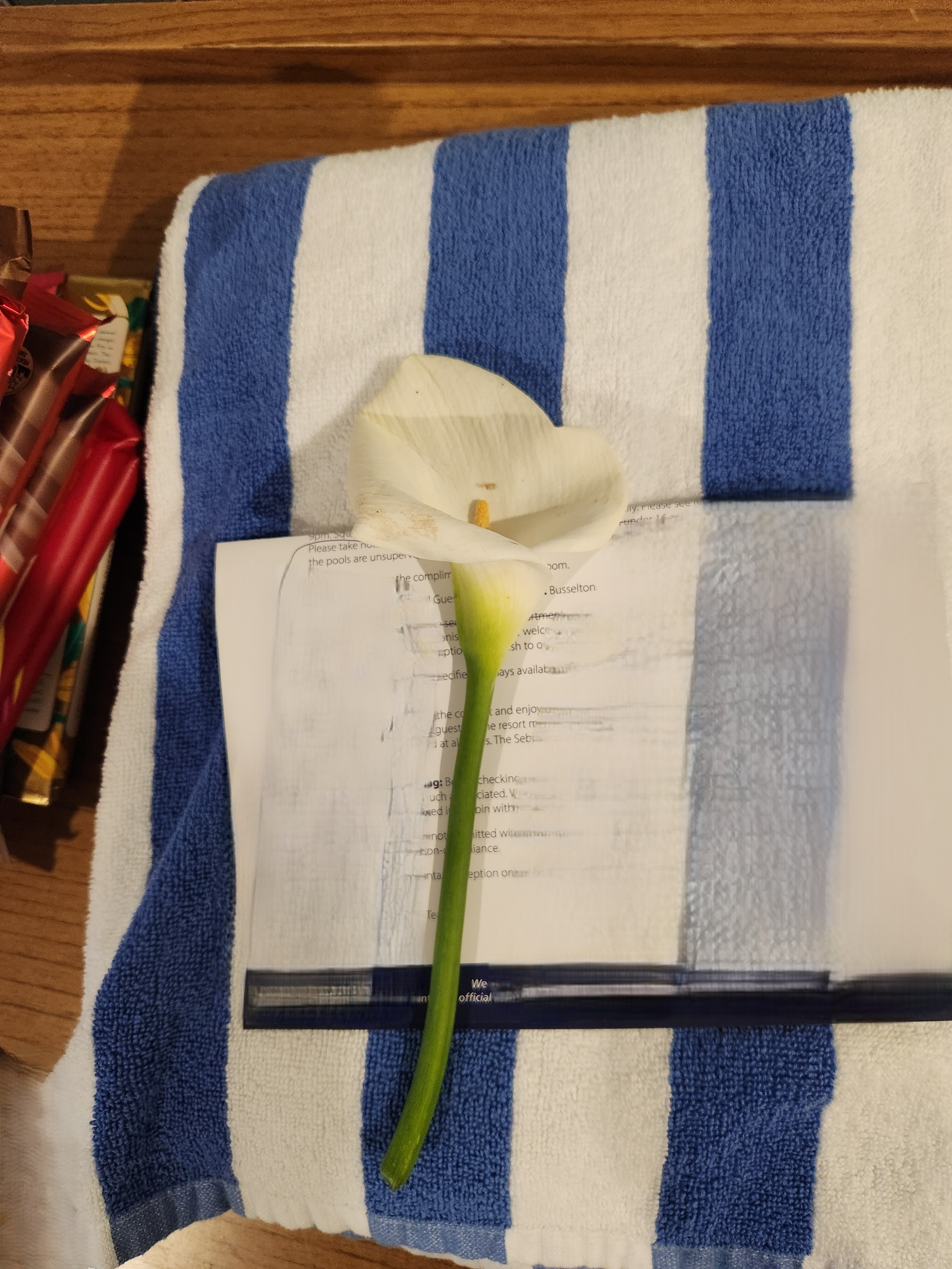 The Lily that I picked