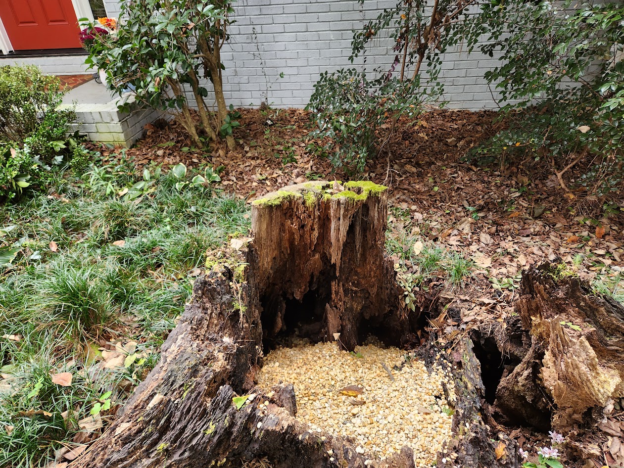 stump partially filled with rocks